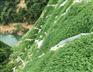 昆明市专业提供固土护坡防护草灌种子效果好