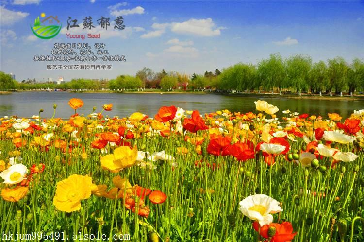 目前一片红唇种子哪里有卖的...买一送一