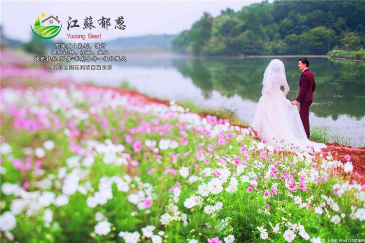目前观赏向日葵种子哪里有卖的...花海专用