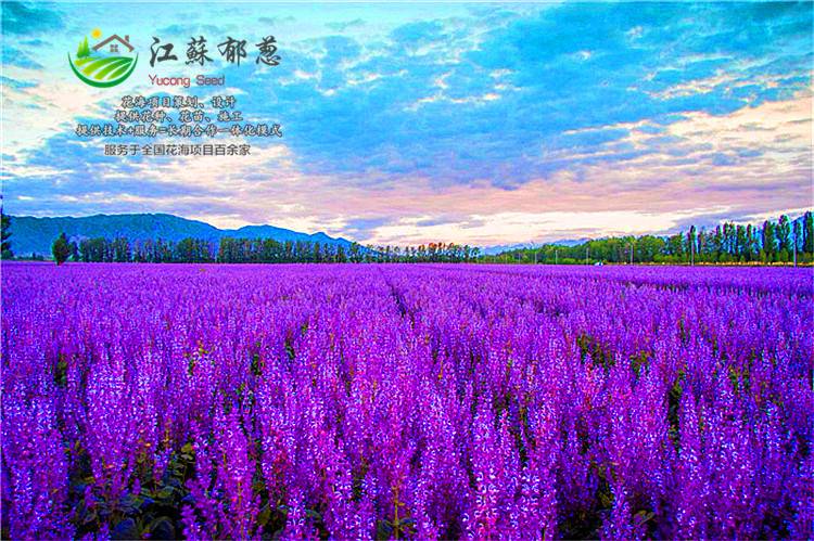 红色虞美人种子种植季节温度...湖北省咸宁市