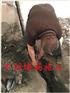 新闻:大丰地下车库堵漏专业堵漏***