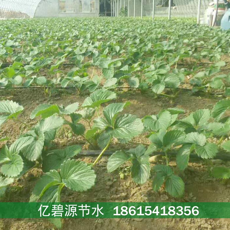 兰考草莓滴灌设备一亩价格