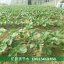 兰考草莓滴灌设备一亩价格