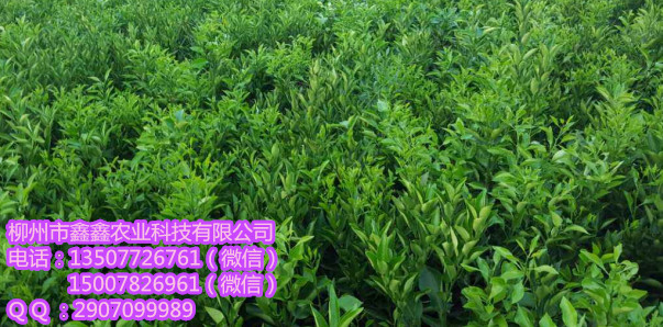 荔浦沃柑苗批发去哪买便宜？&nbsp;&nbsp;茂谷柑苗&nbsp;&nbsp;三红蜜柚苗&nbsp;&nbsp;红心柚苗