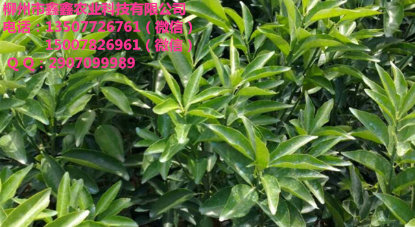 梧州柑橘苗批发&nbsp;&nbsp;茂谷柑苗&nbsp;&nbsp;三红蜜柚苗&nbsp;&nbsp;南瓜橘苗