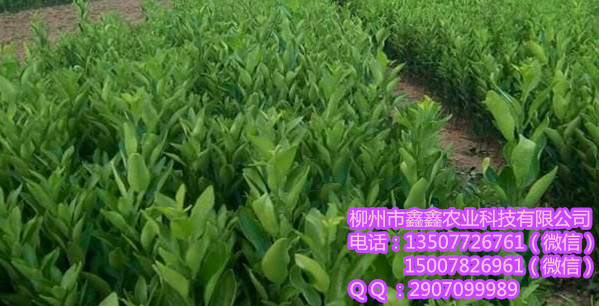 河池哪里有果苗杯苗供应？&nbsp;&nbsp;青皮蜜橘苗&nbsp;&nbsp;黄金柑苗&nbsp;&nbsp;南瓜橘苗