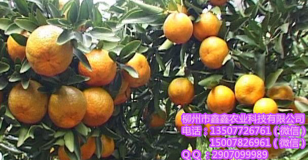 河池哪里有果苗杯苗供应？&nbsp;&nbsp;青皮蜜橘苗&nbsp;&nbsp;黄金柑苗&nbsp;&nbsp;南瓜橘苗