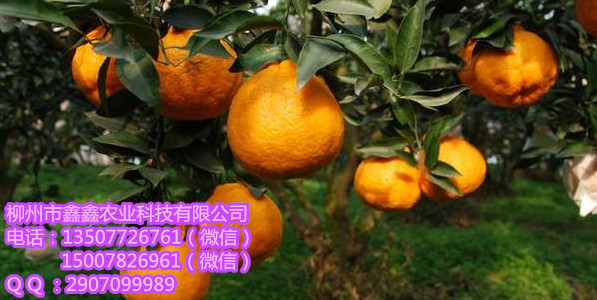梧州供应美国糖桔果苗&nbsp;&nbsp;巴西橘苗&nbsp;&nbsp;三红蜜柚苗