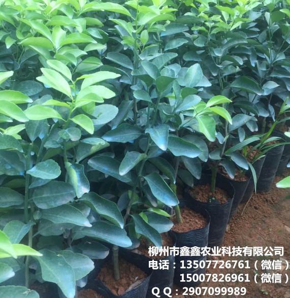 梧州供应沃柑杯苗&nbsp;&nbsp;青皮蜜橘苗&nbsp;&nbsp;沙糖桔苗&nbsp;&nbsp;红心柚苗