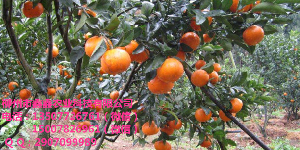 河池哪里有卖果树苗？&nbsp;&nbsp;青皮蜜橘苗&nbsp;&nbsp;三红蜜柚苗&nbsp;&nbsp;红心柚苗