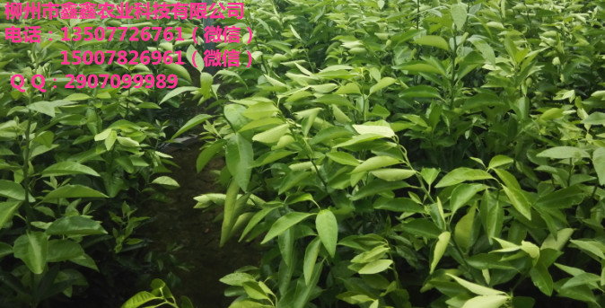 荔浦哪里有柑橘脱毒苗卖呢？&nbsp;&nbsp;茂谷柑苗&nbsp;&nbsp;沙糖桔苗&nbsp;&nbsp;红心柚苗