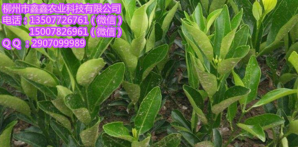 河池哪里有无核蜜橙营养杯苗买？&nbsp;&nbsp;巴西橘苗&nbsp;&nbsp;黄金柑苗&nbsp;&nbsp;南瓜橘苗