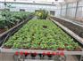 海门市温室移动苗床选购标准以及使用注意事项