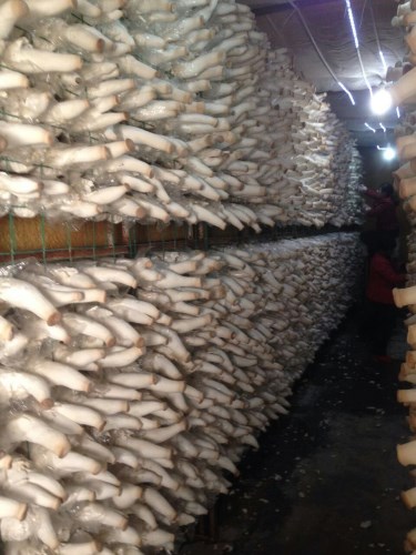 钦州菇房出菇架-食用菌架-蘑菇网架-新型材料环保耐用