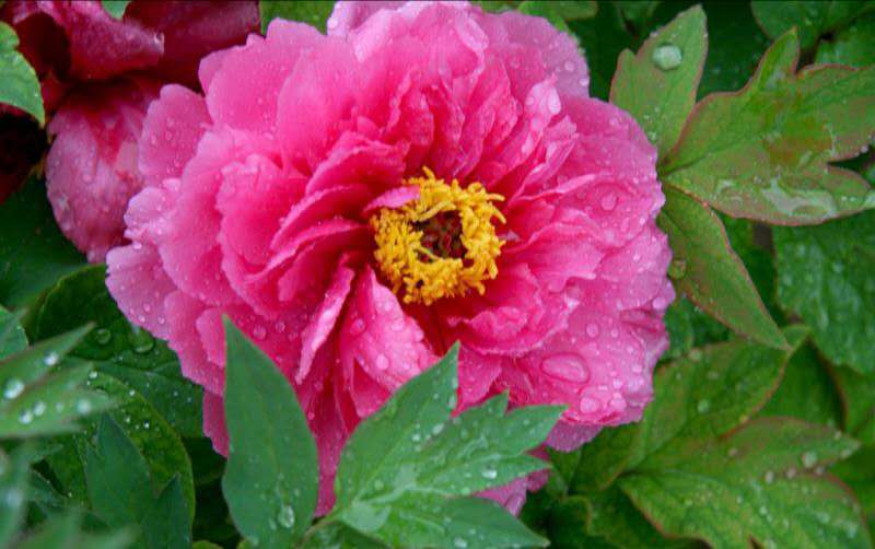 内蒙观赏芍药种苗价格&nbsp;&nbsp;芍药价格&nbsp;&nbsp;芍药苗价位