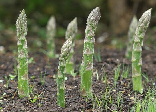 芦笋种子种苗价位  芦笋苗  芦笋种苗