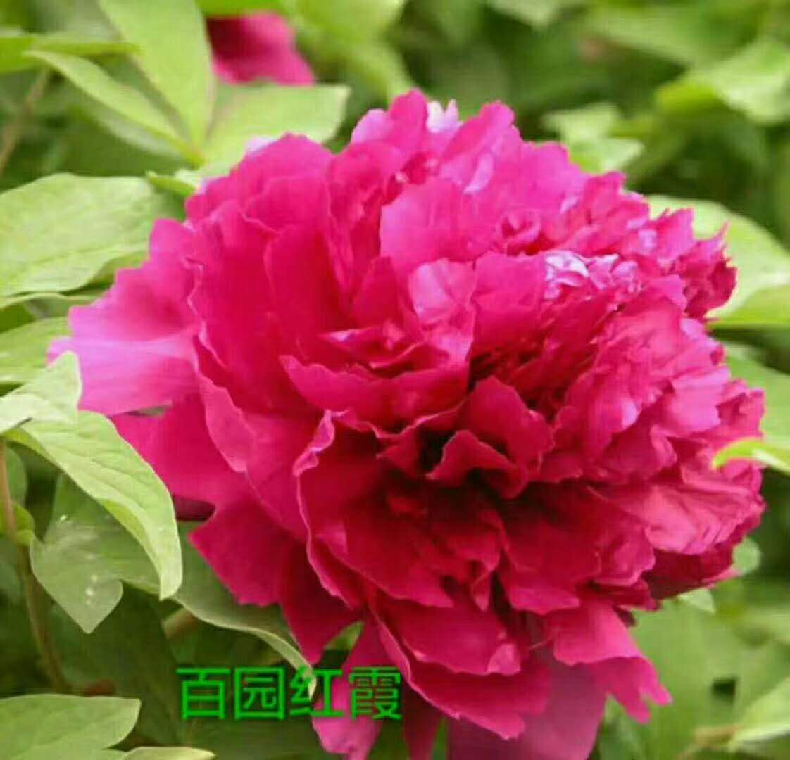 云南芍药苗  芍药种苗  观赏芍药  芍药鲜切花