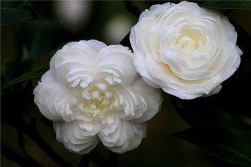 广州进口茶叶代理报关公司  进出口代理