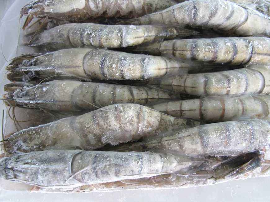 进口澳大利亚海鲜代理报关公司  进口海鲜  进出口代理