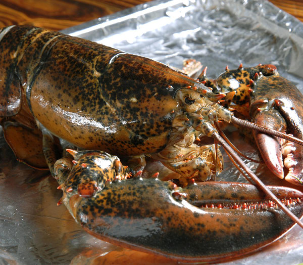 进口澳大利亚海鲜代理报关公司  进口海鲜  进出口代理