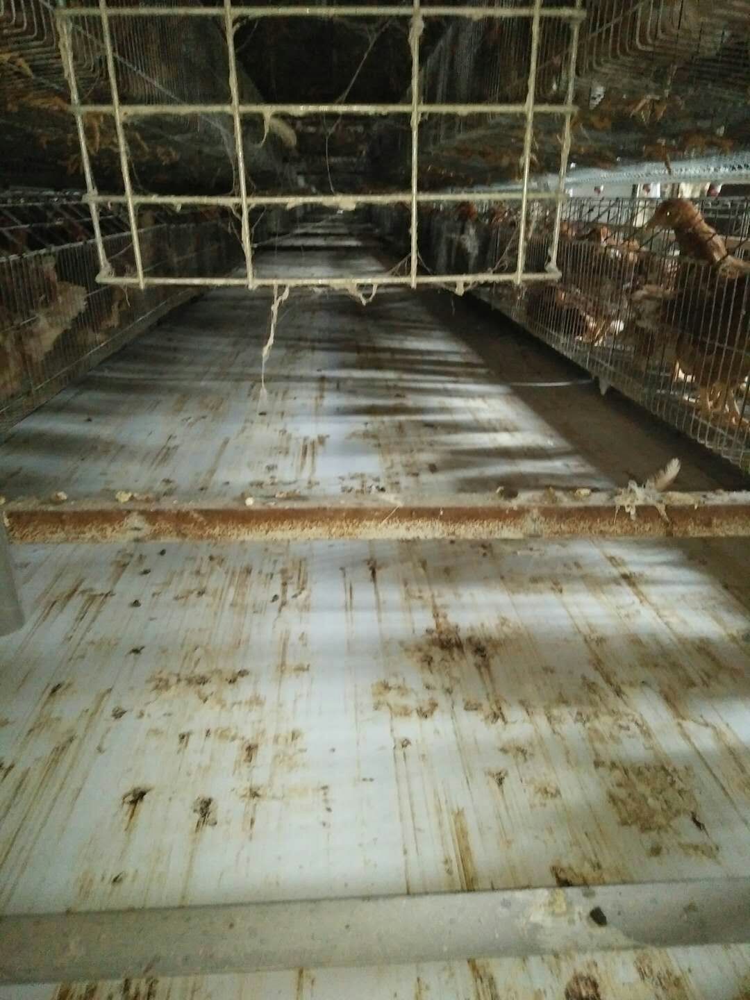 南京蛋鸡笼哪家比较好  养鸡设备  育雏笼