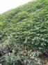 六盘水护坡支护常用的草种草籽