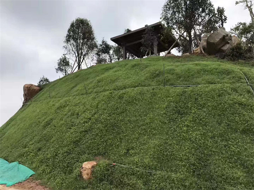 昆明市禄劝县草种公司热销护坡草种草籽  昆明草种公司  护坡绿化草灌结合  固土护坡防护植草绿化