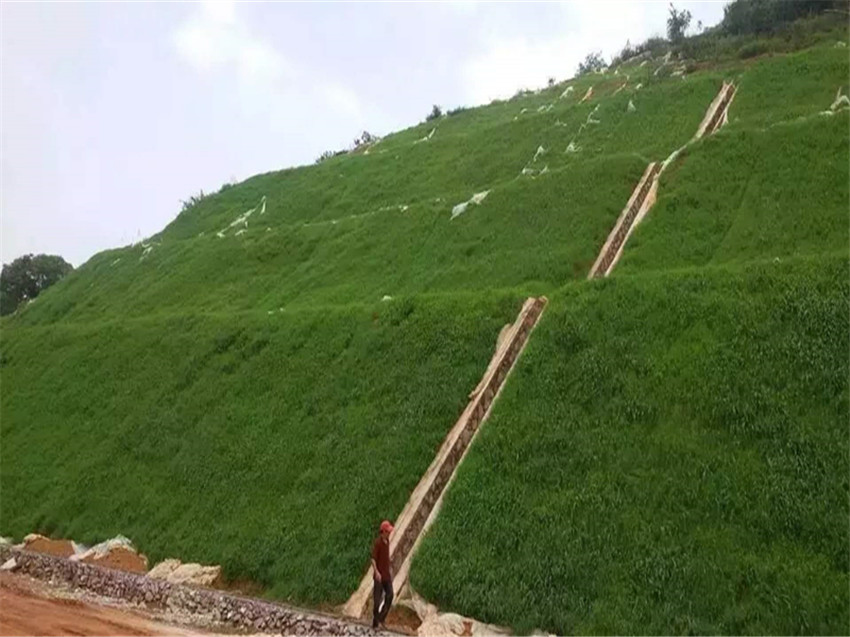 昆明市禄劝县草种公司热销护坡草种草籽  昆明草种公司  护坡绿化草灌结合  固土护坡防护植草绿化