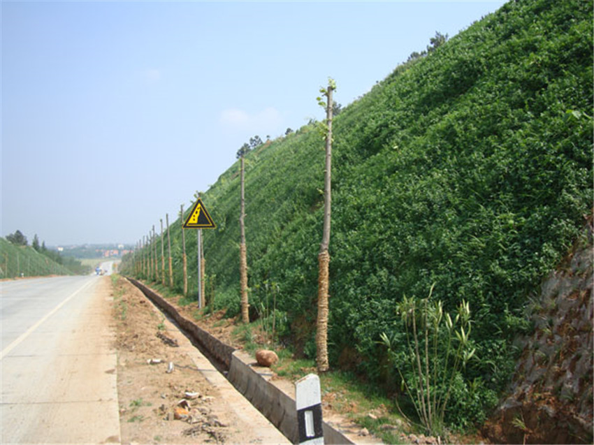 昆明市禄劝县高陡岩石坡面适合种植哪些草种植物？  岩石坡面绿化  复绿草灌结合  边坡防护植草