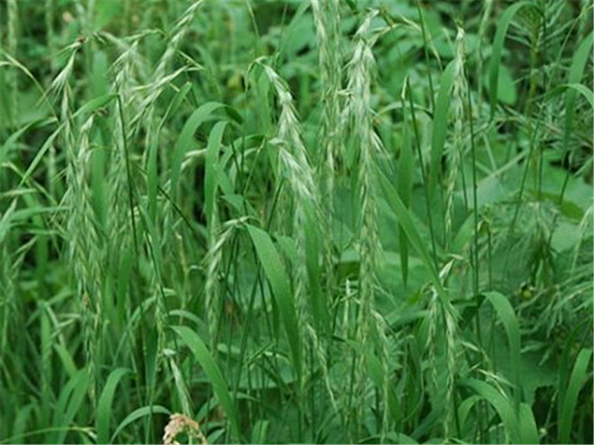 云南省昭通市高铁路基边坡绿化草籽价格实惠  路基边坡绿化植草  高铁边坡绿化施工  生态修复绿化