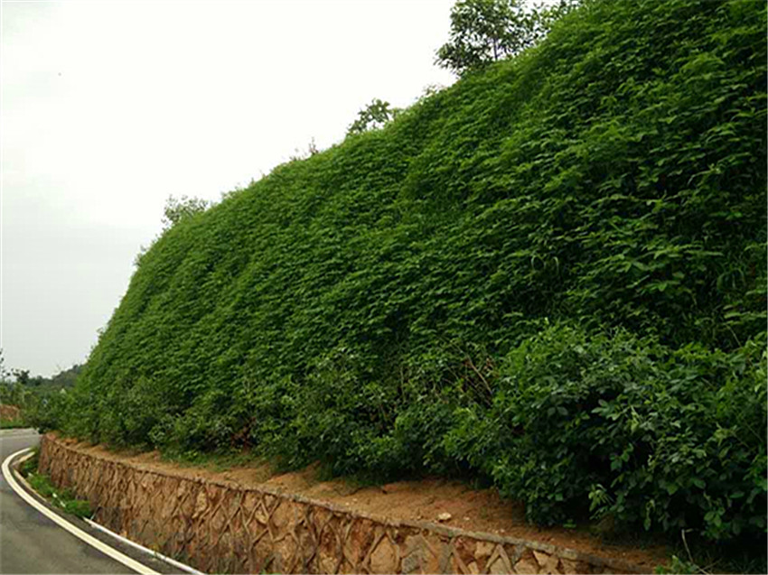 云南省昭通市高铁路基边坡绿化草籽价格实惠  路基边坡绿化植草  高铁边坡绿化施工  生态修复绿化