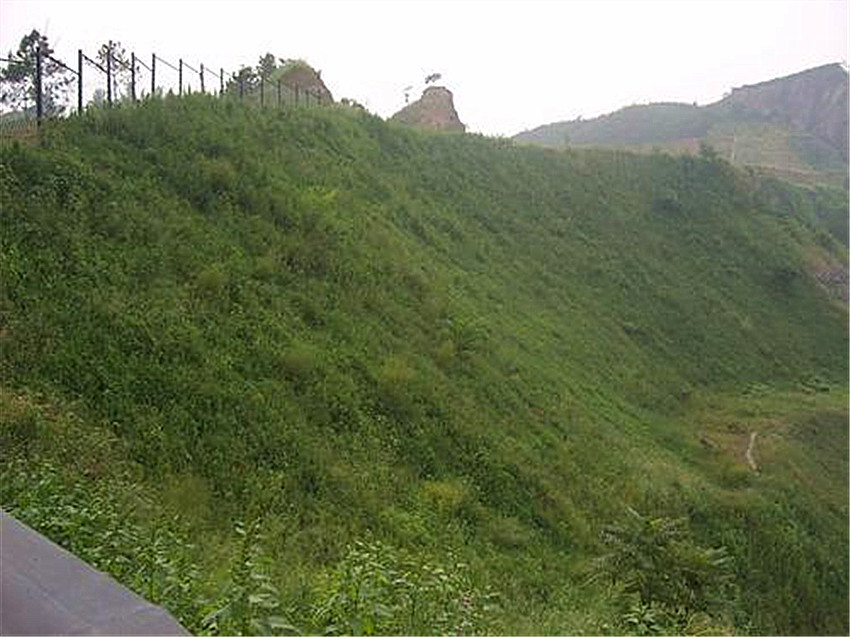 公路边坡防护绿化施工常用植物昭通商家供应  公路护坡植草  边坡防护植草  生态修复种植草灌