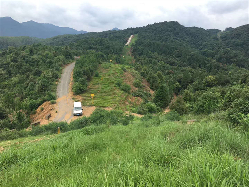 云南红河州边坡绿化护坡专用草子草种供应  边坡绿化草子草种  边坡防护植草  生态修复草子