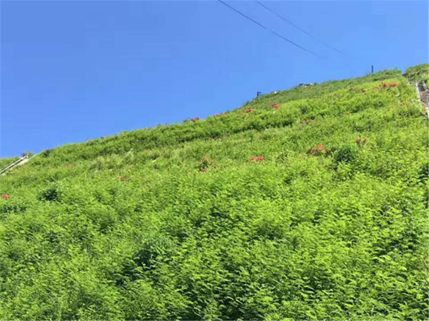 昭通市生态护坡专用灌木种子三水园林公司专供  边坡防护植草绿化  生态修复草子  稳固边坡施工