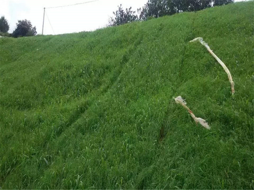 昭通市生态护坡专用灌木种子三水园林公司专供  边坡防护植草绿化  生态修复草子  稳固边坡施工