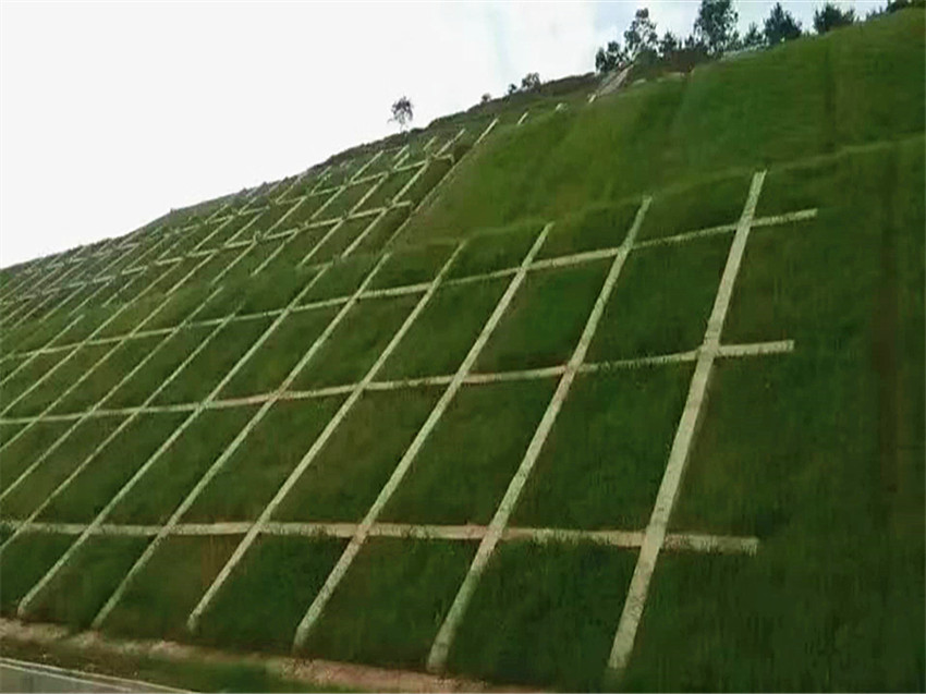 昭通市公路边坡绿化常用草灌种子草籽基地仓库发货  草种基地专售绿化草籽  边坡绿化草种子  草灌种子混播复绿