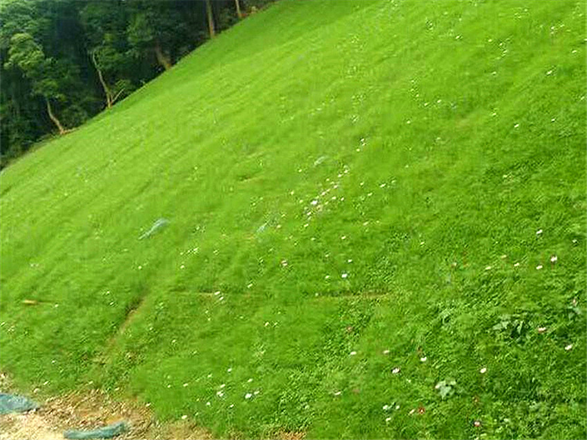 云南省昭通市公路护坡专用防护资材草籽厂家批发  边坡防护植草  生态修复植草队伍  稳固边坡施工