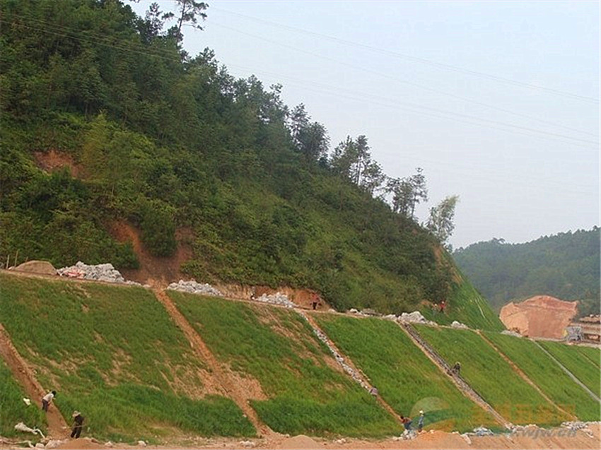 云南昭通专业施工植草队伍全国各地均可承接  边坡施工植草  生态修复植被护坡  稳固边坡植草