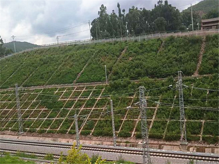 边坡施工植草 边坡专用绿化草籽昭通仓库发货  边坡防护植草  固土护坡草籽出售  边坡防护植草队伍