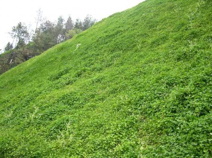 云南昭通市土石边坡复绿草种材料供应商  土夹石边坡绿化  生态护坡植草  边坡复绿草籽批发
