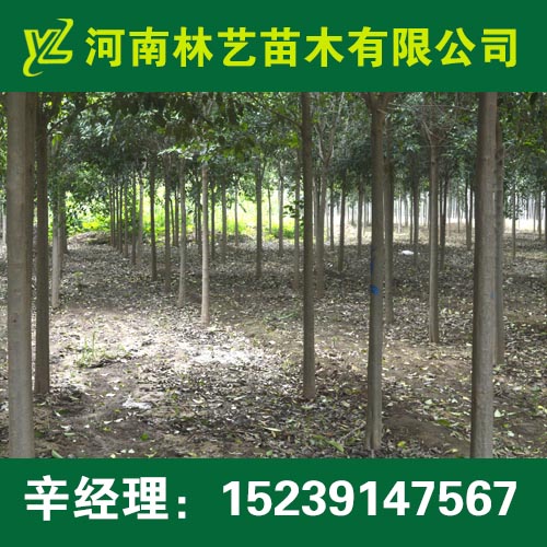 义马7公分大叶女贞8公分大叶女贞价格行情  出售大叶女贞  供应大叶女贞