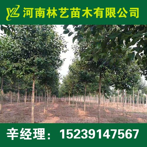 登封12公分大叶女贞13公分大叶女贞价格/报价  出售大叶女贞  供应大叶女贞