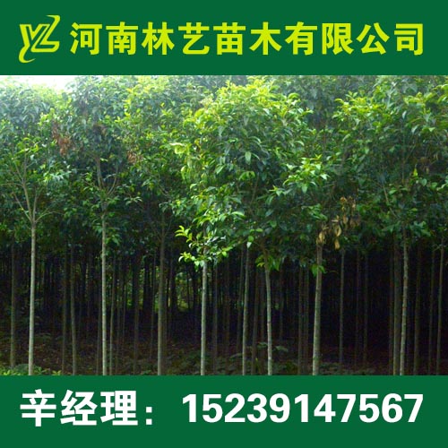 登封12公分大叶女贞13公分大叶女贞价格/报价  出售大叶女贞  供应大叶女贞