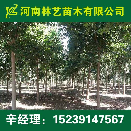 南阳3公分大叶女贞4公分大叶女贞价格参考  出售大叶女贞  供应大叶女贞