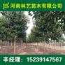 洛阳6公分大叶女贞7公分大叶女贞苗圃价格