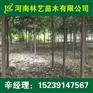 南阳3公分大叶女贞4公分大叶女贞价格行情