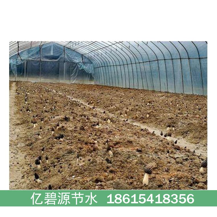 攀枝花羊肚菌浇水用N50微喷带铺设方法  攀枝花羊肚菌微喷