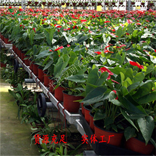 活动式整体式苗床-厂家-安平汉明育苗设备提供  整体式苗床厂家  汉明整体式苗床