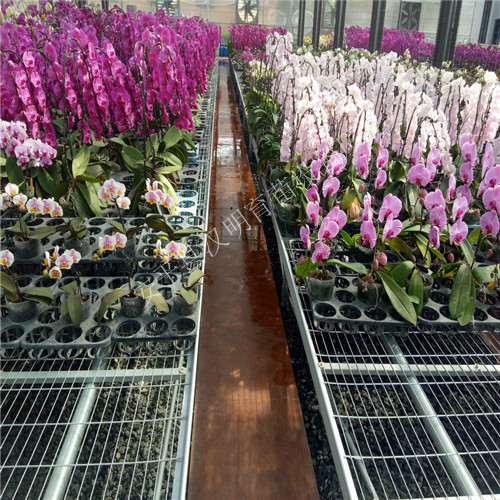 精品花卉移动苗床网-苗床网制造商-工厂化苗床  苗床网工厂
