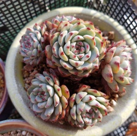 丰台多肉育苗潮汐苗床-潮汐灌溉式苗床-节省人工  潮汐灌溉苗床  潮汐灌溉移动苗床